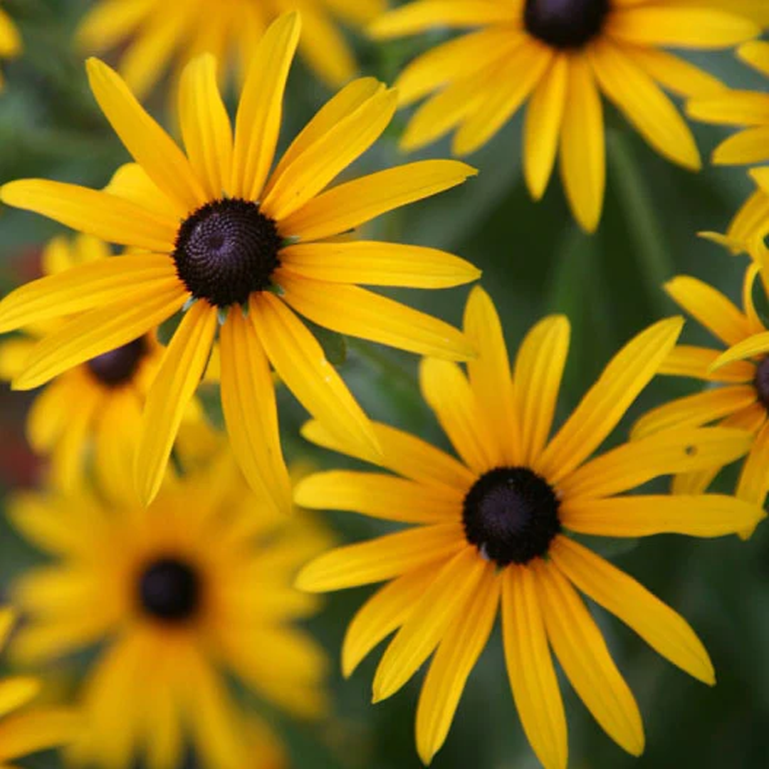 Black Eyed Susan Seeds-Plantjoyfarm-Flower Seeds