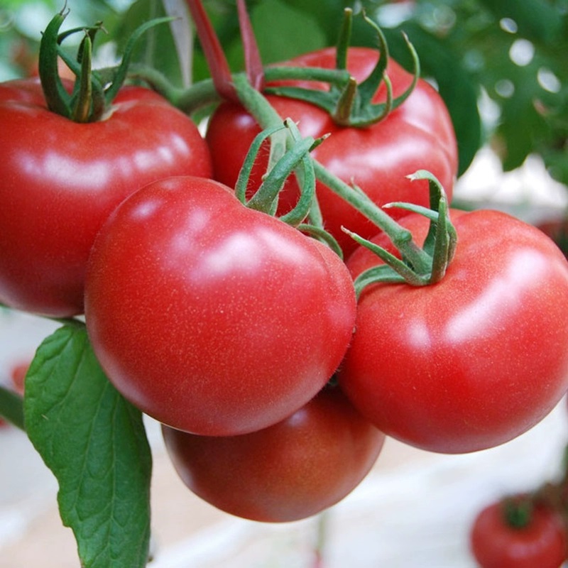 Hair Pink Tomato Seeds-Plantjoyfarm-Vegetable Seeds,best selling