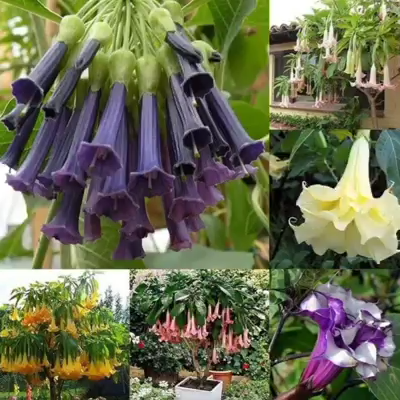 50pcs/Bag Datura Brugmansia Seeds Potted Bonsai Trumpets Angel Flower Seeds-Plantjoyfarm-Garden Seeds,best selling
