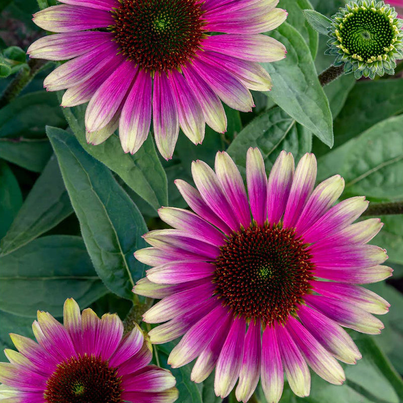 Echinacea, Sweet Sandia-Plantjoyfarm-2022,Garden Seeds,best selling