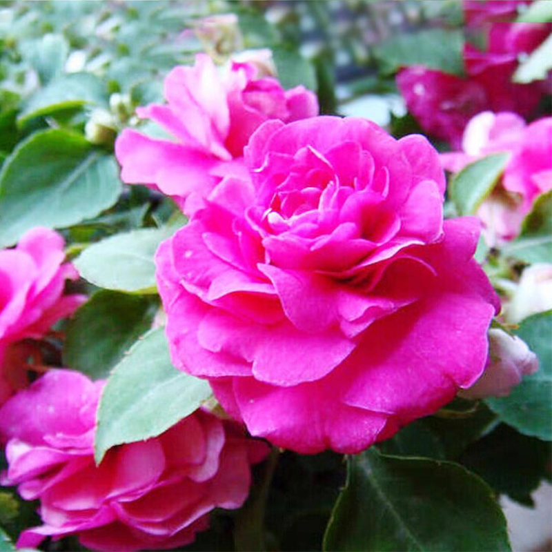 Mixed Color Double Flower Impatiens Seeds-Plantjoyfarm-Flower Seeds