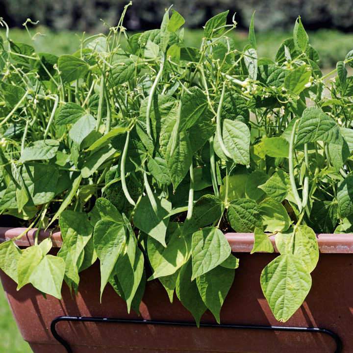 🫘Container Bush Beans Mascotte-Plantjoyfarm-best selling,Vegetable Seeds