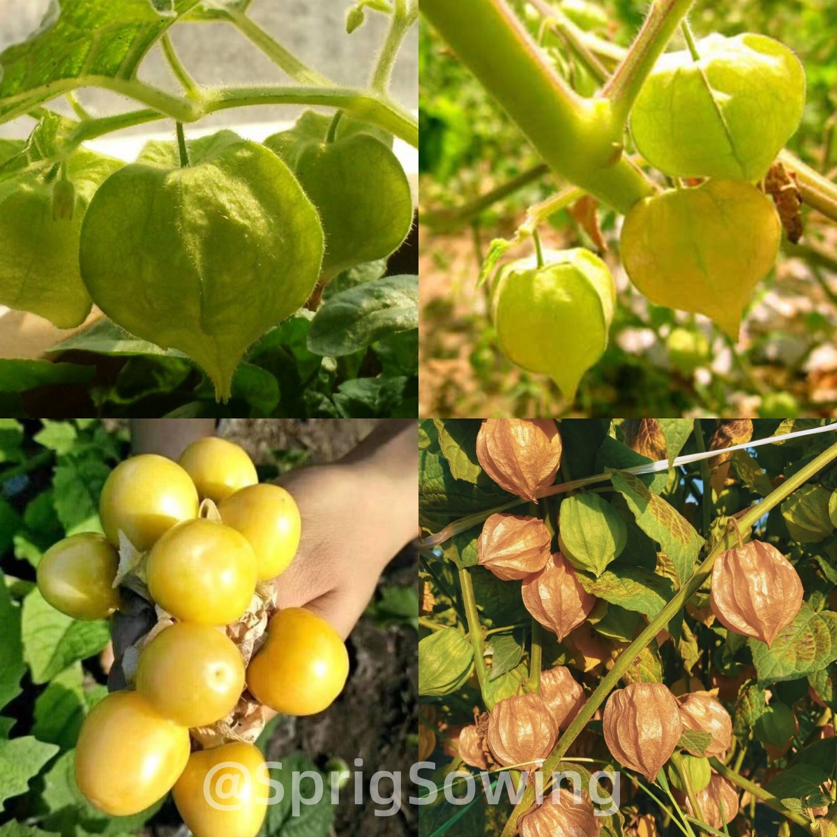 Creamy Maiden Fruit Seeds-Plantjoyfarm-