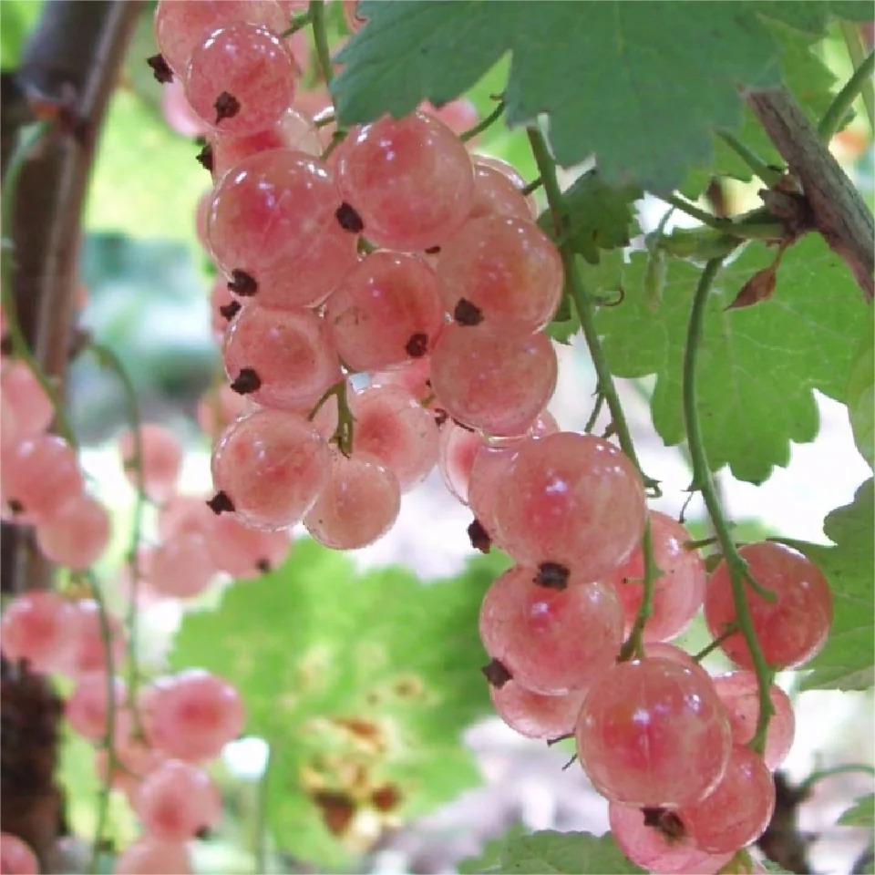 Multicolor Gooseberry Seeds-Plantjoyfarm-Fruit Seeds