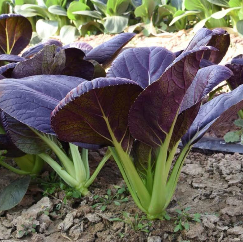 Purple Beauty Rapeseed Seeds-Plantjoyfarm-Vegetable Seeds