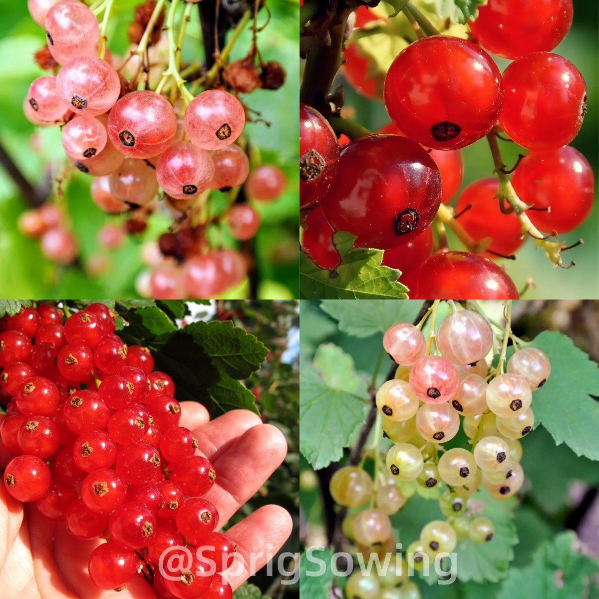 Multicolor Gooseberry Seeds-Plantjoyfarm-Fruit Seeds