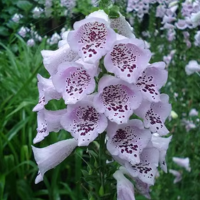 Mixed Foxglove Seeds-Plantjoyfarm-Garden Seeds,Flowers Seeds,best selling