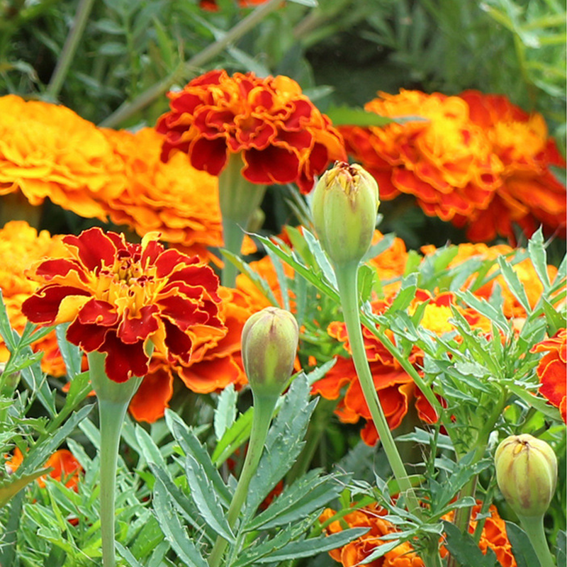 Good Companion For Vegetable Garden:Mixed French Marigold Seeds-Plantjoyfarm-Flower Seeds