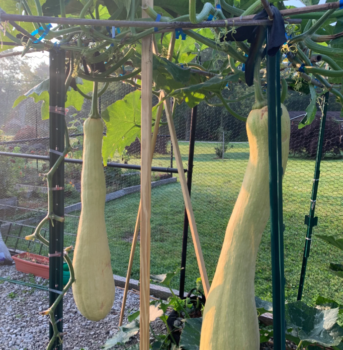 Chopping Melon Cut and Grow Melon Seeds-Plantjoyfarm-Vegetable Seeds,best selling