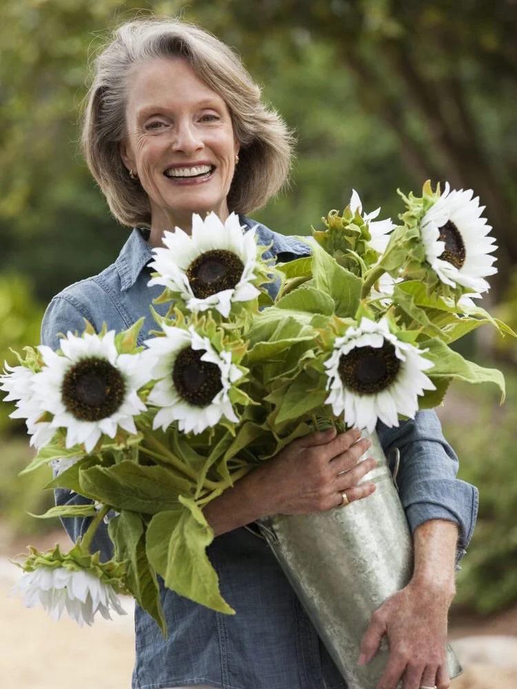 50 Seeds White sunflower with black core-Plantjoyfarm-Sunflower Seeds,best selling