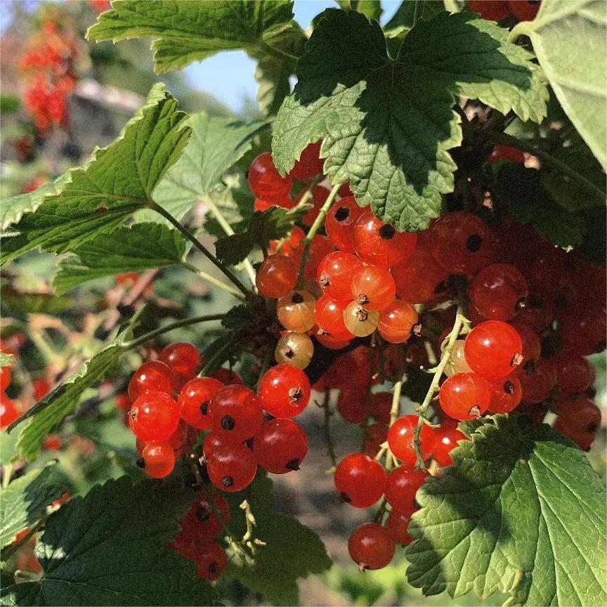 Multicolor Gooseberry Seeds-Plantjoyfarm-Fruit Seeds