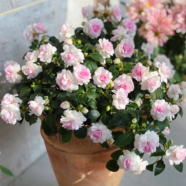 Pink Double Camellia Impatiens Sweet Princess Seeds-Plantjoyfarm-Flower Seeds,Garden Seeds,best selling