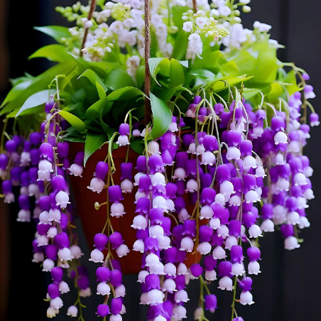 💐Lily of the Valley—Happiness Arrives-Plantjoyfarm-Garden Seeds,Flowers Seeds,best selling