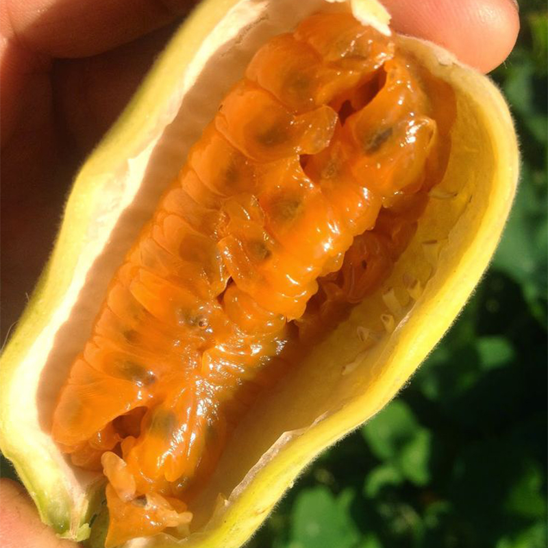 🔥HOT SALE🔥Rare Banana Passion Fruit Seeds-Plantjoyfarm-Fruit Seeds