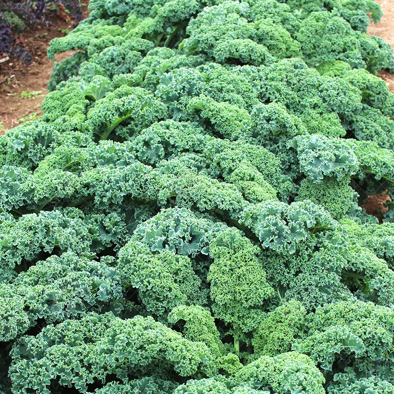 Kale Seeds-Plantjoyfarm-Vegetable Seeds,best selling