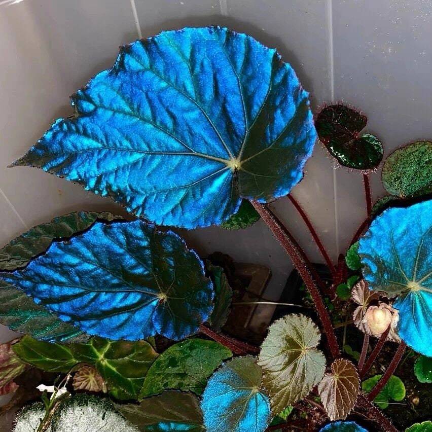 Peacock Begonia - blue begonia-Plantjoyfarm-Flowers Seeds,Garden Seeds,best selling