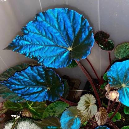 Peacock Begonia - blue begonia-Plantjoyfarm-Flowers Seeds,Garden Seeds,best selling