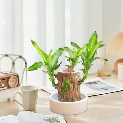 🔥2024 Best Seller🔥-Lucky Brazil Wood Potted Plant🎊