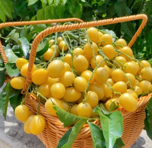 Wampee Fruit Seeds-Plantjoyfarm-
