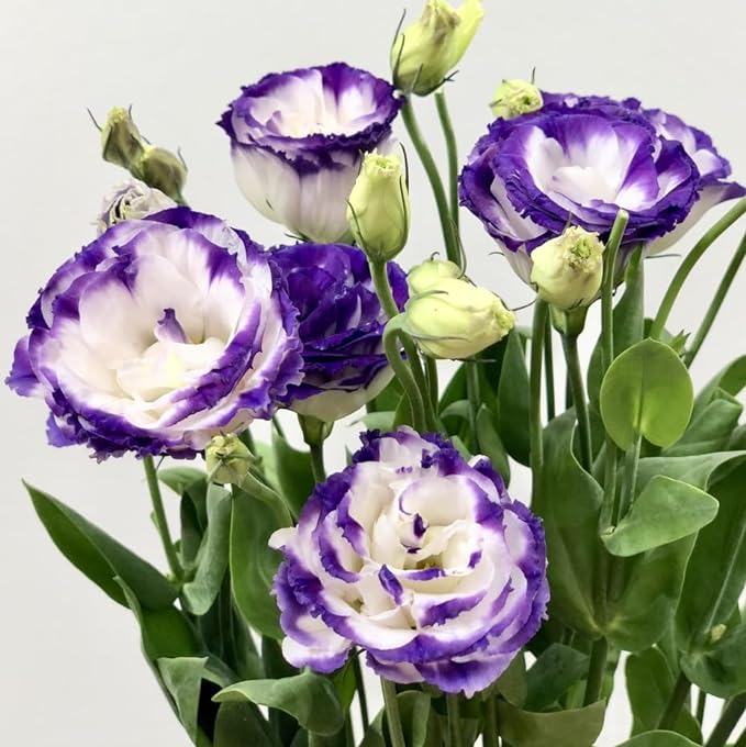 💐Lisianthus - A Sincere and Immutable Love-Plantjoyfarm-