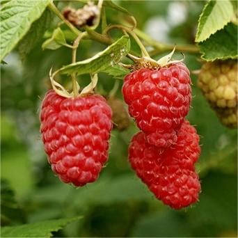 Large Fruited Raspberry Seeds-Plantjoyfarm-