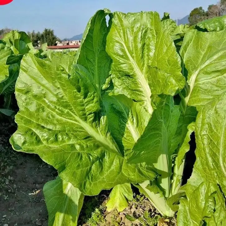 Leaf Mustard Seeds-Plantjoyfarm-Vegetable Seeds,best selling