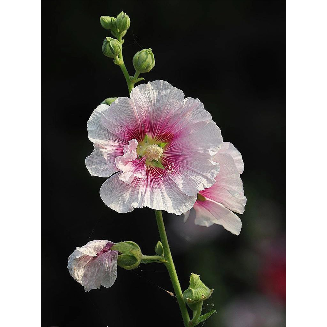 Hollyhock Seeds - Single Mix-Plantjoyfarm-Flower Seeds