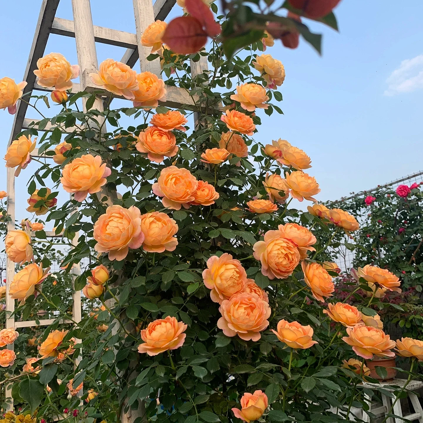🌹49% OFF🌹Unique Garden Climbing Rose Flower Seeds- Lucky Rising-Plantjoyfarm-