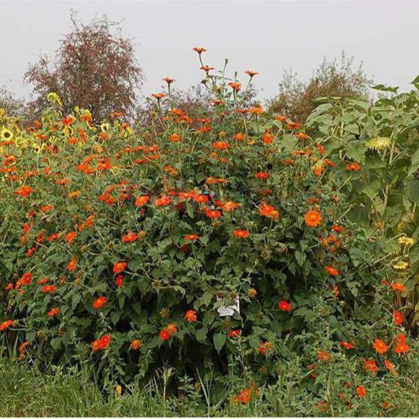 Orange Sunflower,Tithonia Speciosa Goldfinger flower Seeds-Plantjoyfarm-Sunflower Seeds,best selling
