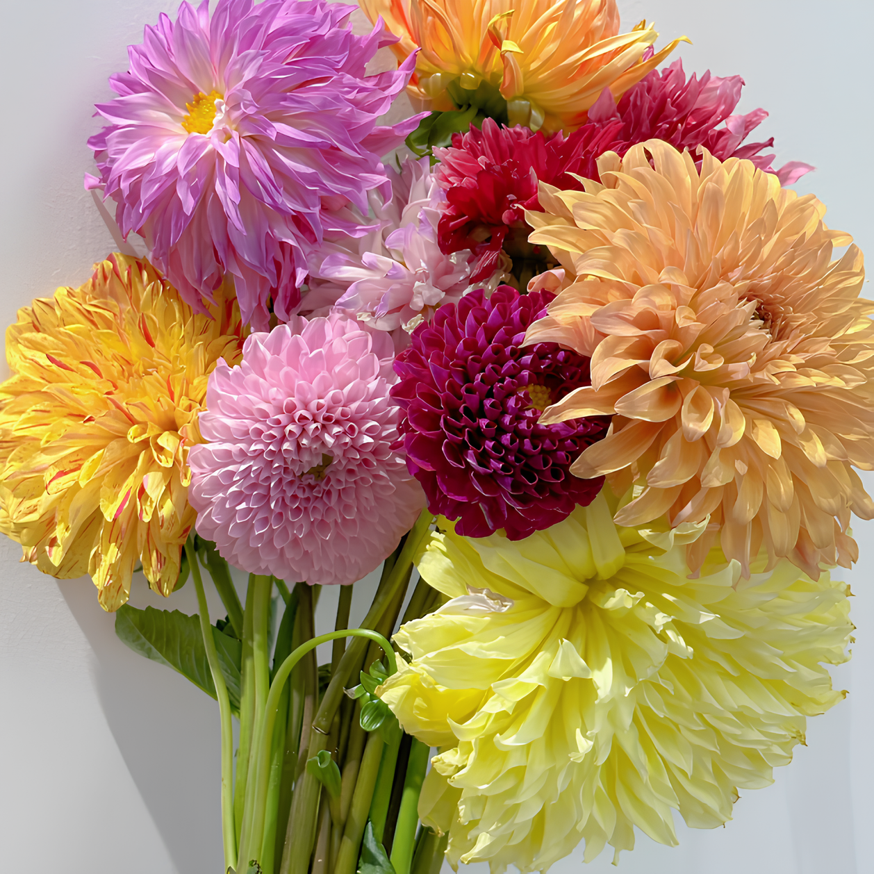 💐Dahlia Double Blend Rainbow Seeds-Plantjoyfarm-Flower Seeds,Garden Seeds,best selling