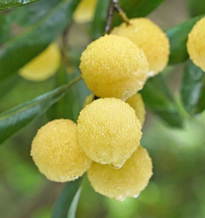 Himalayan Bayberry (Kaphal) Seeds-Plantjoyfarm-