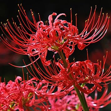 🌈Spider Lily Bulbs-Multicolor🌈-Plantjoyfarm-