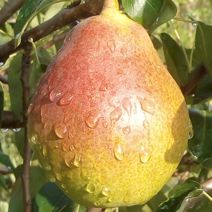 Pyrus communis Seeds - granny's pears-Plantjoyfarm-