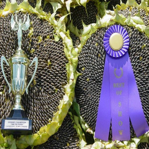 50 Pcs Mongolian Giant Sunflower Seeds-Plantjoyfarm-Sunflower Seeds,best selling