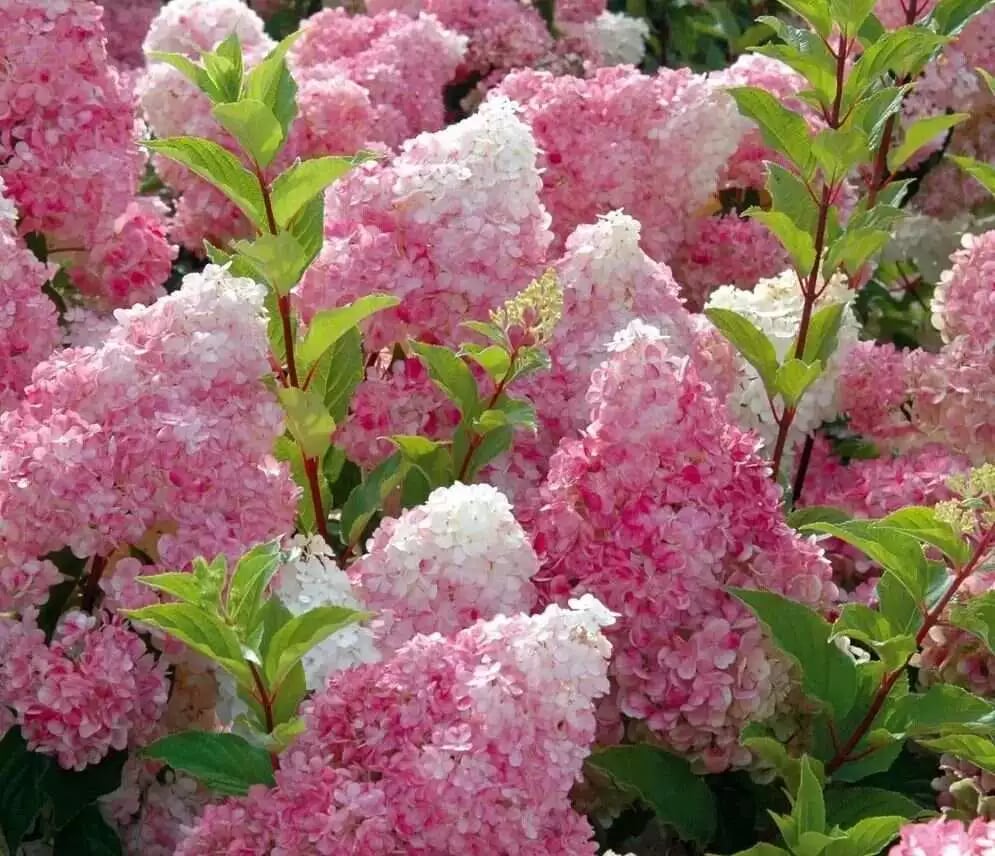 🔥Last Day 49%OFF - Colorful Giant Hydrangea Seeds-Perennial Flower Seeds