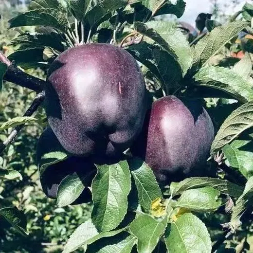 Rare Black Diamond Apple Seeds-Plantjoyfarm-Fruit Seeds,best selling