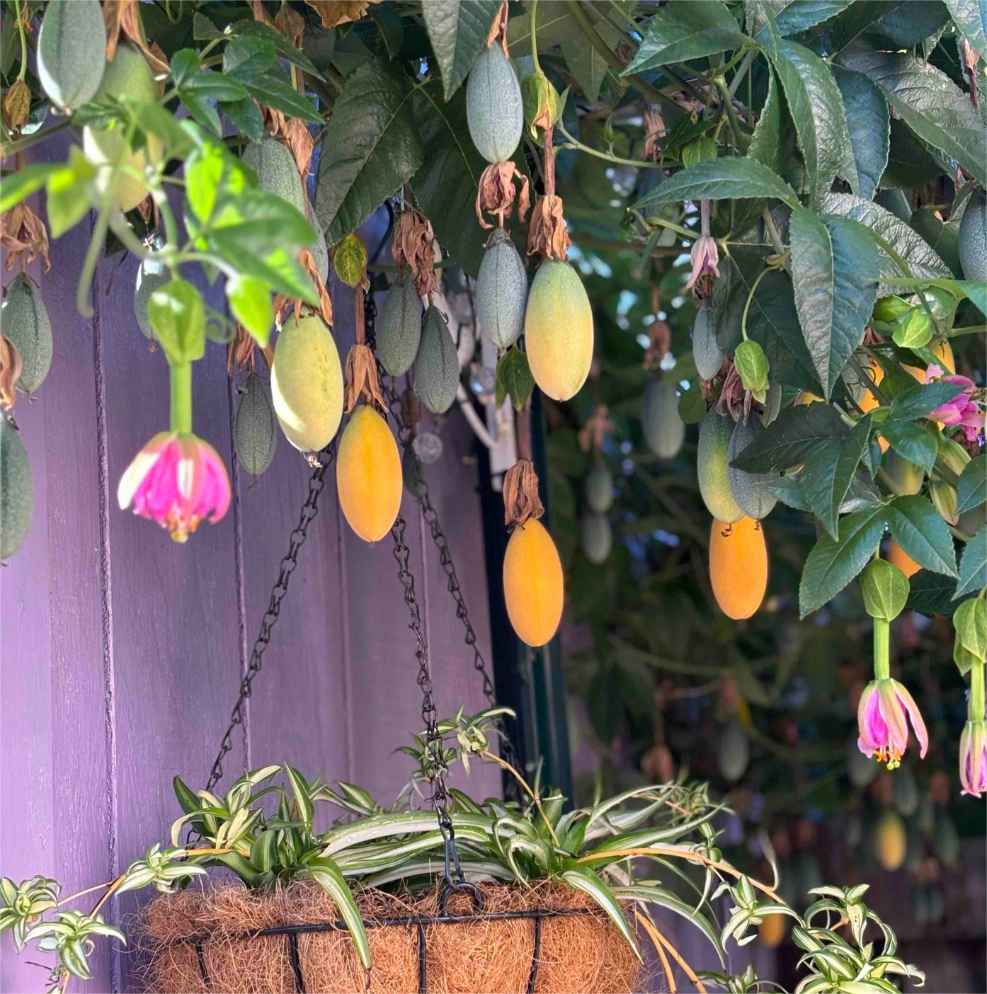 🔥HOT SALE🔥Rare Banana Passion Fruit Seeds-Plantjoyfarm-Fruit Seeds