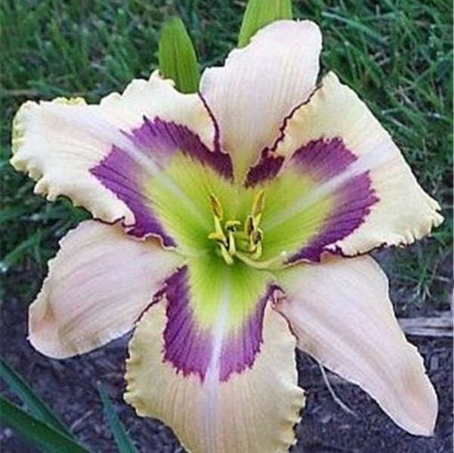 Daylily Hybrid Flowers Seeds, Hemerocallis Hybrid, 20pcs/pack-Plantjoyfarm-Flower Seeds,Garden Seeds,best selling