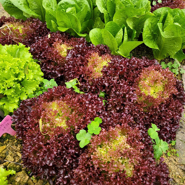Organic Lettuce Seeds-Plantjoyfarm-Vegetable Seeds,best selling