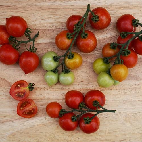 Tempting Tomatoes - Goodhearted-Plantjoyfarm-Fruit Seeds,best selling