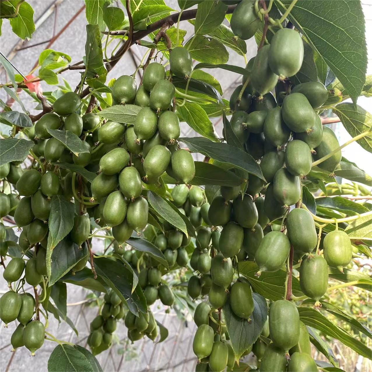 Soft Date Kiwi Fruit Seeds-Plantjoyfarm-