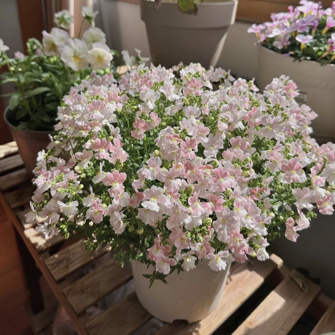 🌼Nemesia - Sincere Love-Plantjoyfarm-Flower Seeds,Garden Seeds,best selling