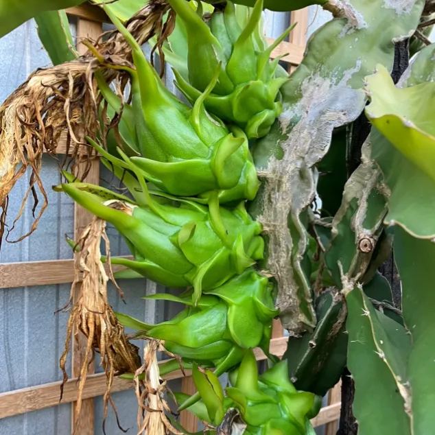 Multi-colored Dragon Fruit Seeds-Plantjoyfarm-Fruit Seeds,best selling