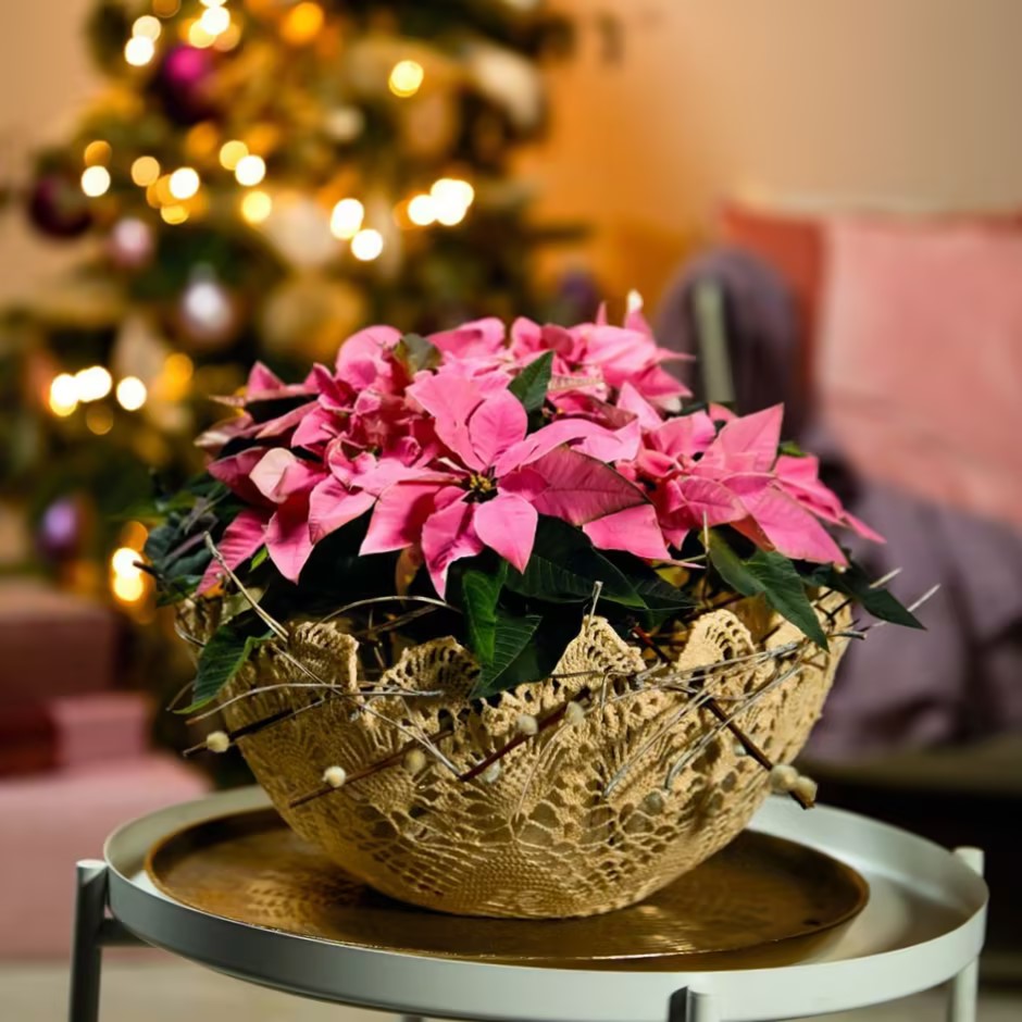 Christmas Star Flower Poinsettia Pot Seeds-Plantjoyfarm-Flower Seeds,Garden Seeds,best selling