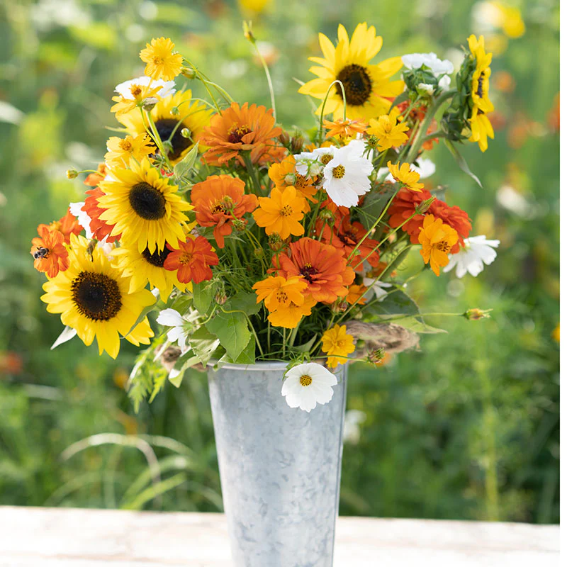Sunset Mix - Orange, Yellow & White Flower Seed Mix-Plantjoyfarm-Flower Seeds,Garden Seeds,best selling