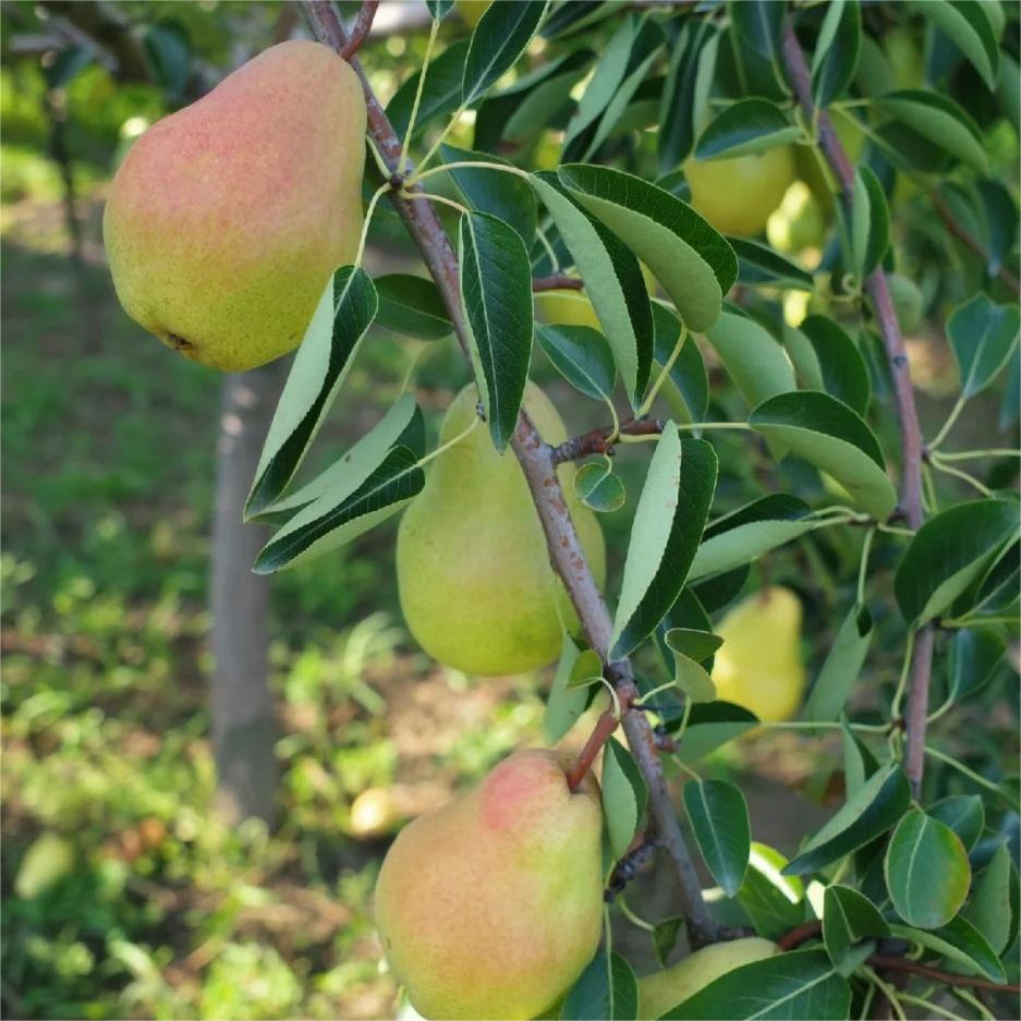 Pyrus communis Seeds - granny's pears-Plantjoyfarm-