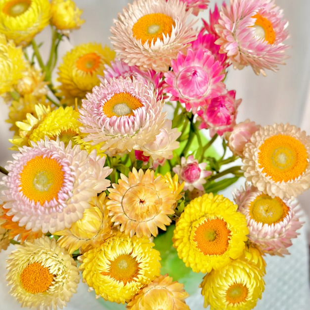 🌻Straw Chrysanthemum-Plantjoyfarm-best selling,Garden Seeds