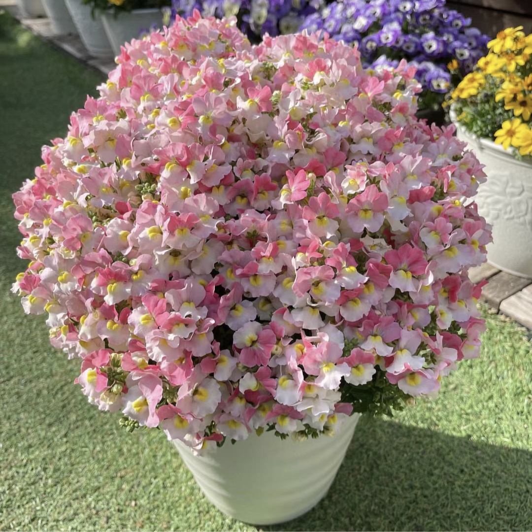 🌼Nemesia - Sincere Love-Plantjoyfarm-Flower Seeds,Garden Seeds,best selling