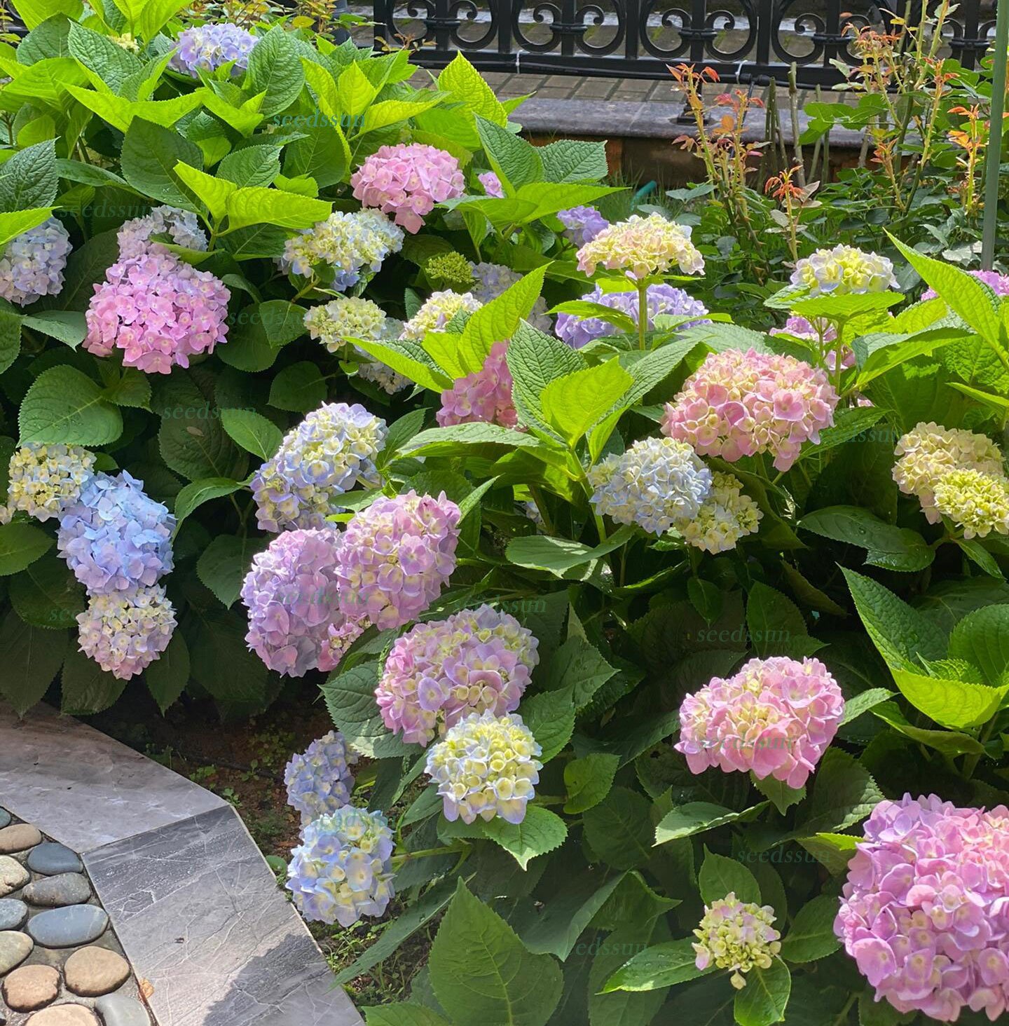 🔥Last Day 49%OFF - Colorful Giant Hydrangea Seeds-Perennial Flower Seeds