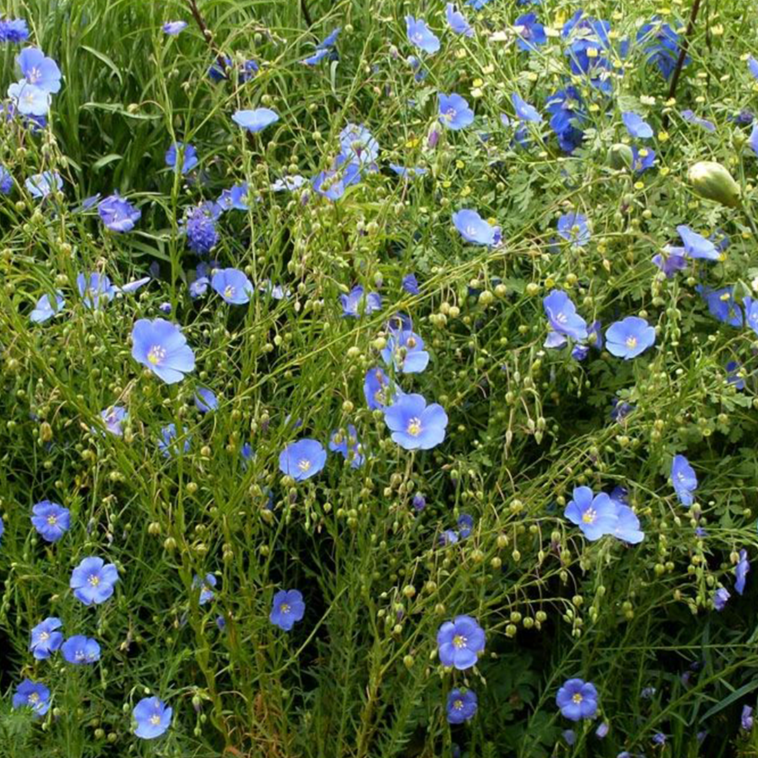 Perennial Blue Flax Seeds-Plantjoyfarm-Flower Seeds